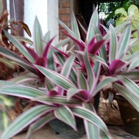 Nimsara Homestay Ella Buitenkant foto